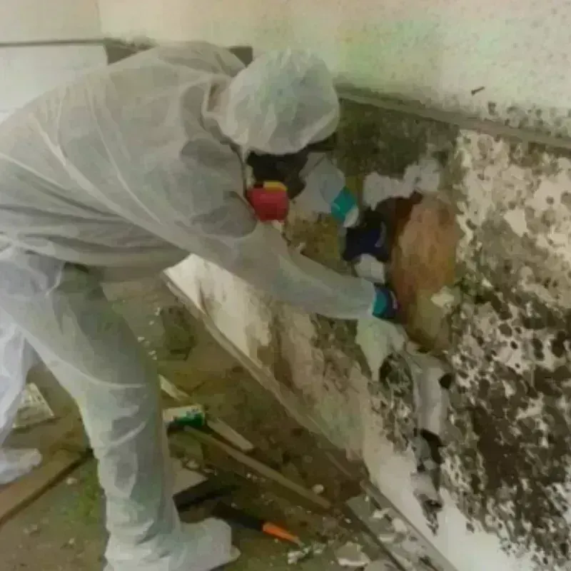 Mold Remediation and Removal in Fort Lee, VA